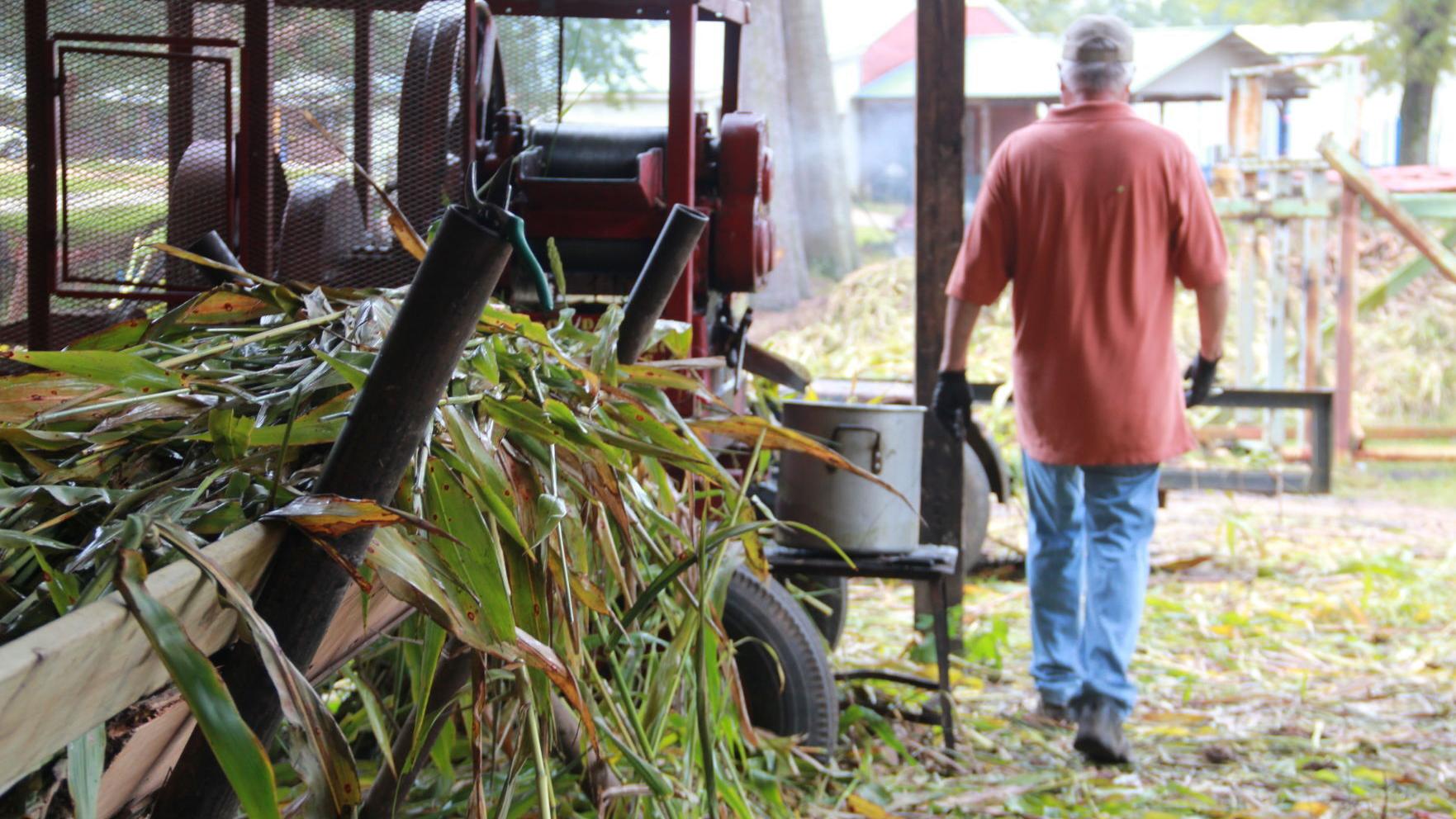Mantachie Agriculture students cooking up sweet sorghum syrup